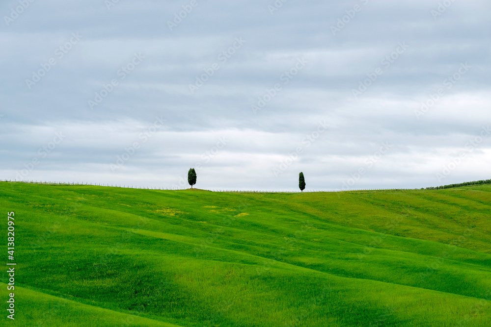 Rolling hills with wheat fields and cypress trees, Val d'Orcia, Tuscany, Italy Rolling hills with wheat fields and cypress trees, Val d'Orcia, Tuscany, Italy