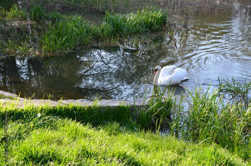 łabędź niemy przy murku na parkowym stawie w lecie, Cygnus olor photo