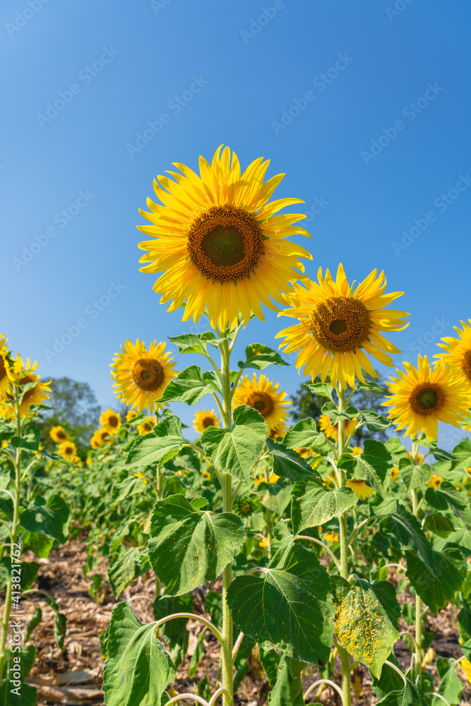 Close up of Sunflower field with high resolution files Close up of Sunflower field with high resolution files