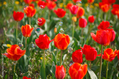 The tulip blossom in the garden in spring