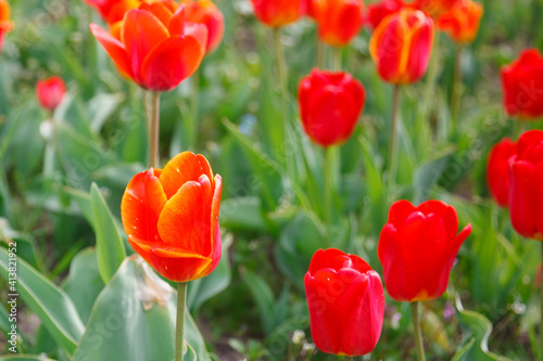 The tulip blossom in the garden in spring