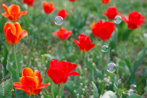 The tulip blossom with the soup bubbles in the garden in spring