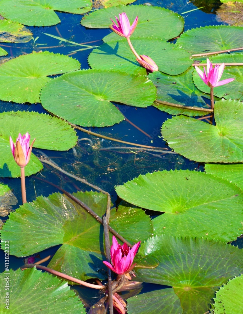 Four budding lotus flowers in a pond full of lotus pads.
Bright pink petals contrasting shades of green leaves and blue water. Four budding lotus flowers in a pond full of lotus pads.
Bright pink petals contrasting shades of green leaves and blue water.