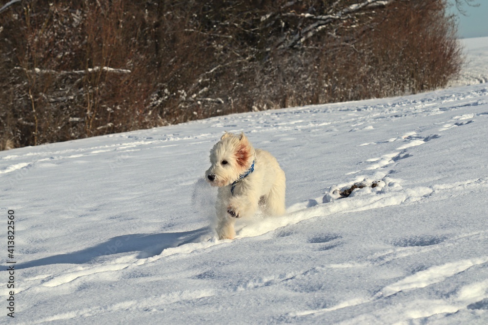 Sechs Monate alter Goldendoodle im tiefen Schnee Sechs Monate alter Goldendoodle im tiefen Schnee