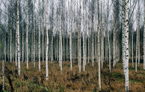 Forest of Silver Birch trees in Sweden in winter