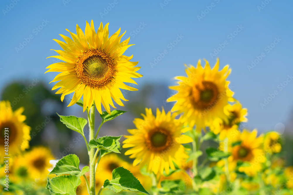 Close up of Sunflower field with high resolution files