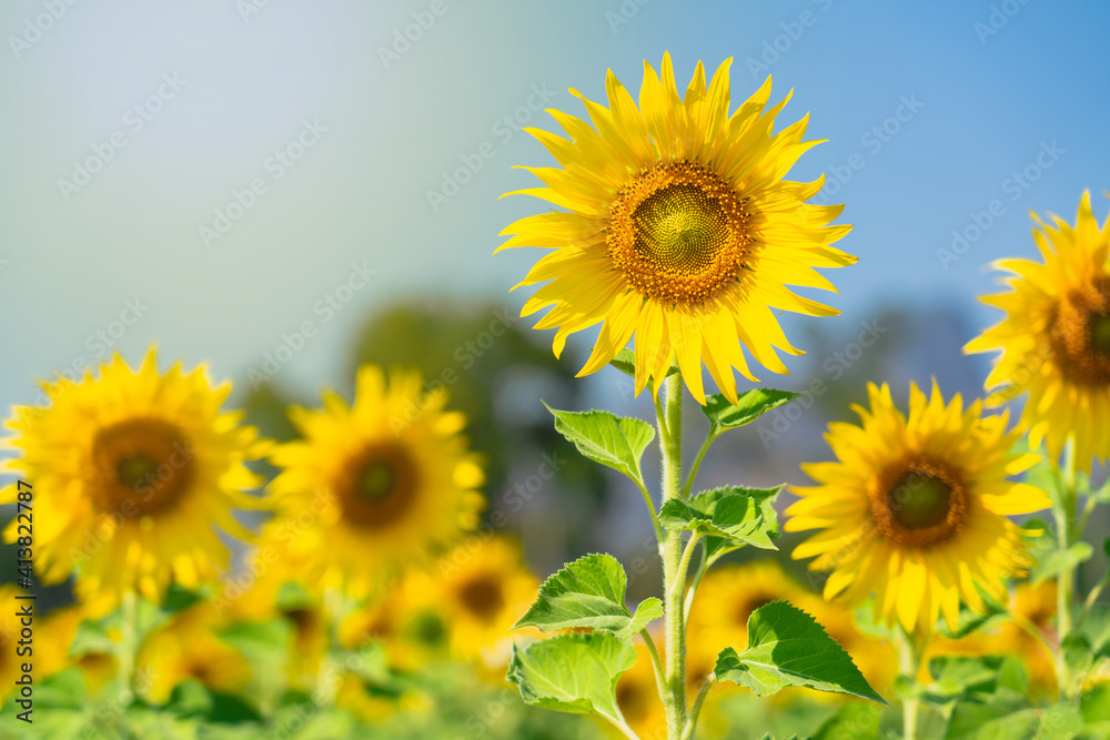 Fototapeta premium Close up of Sunflower field with high resolution files