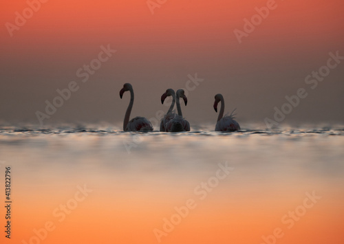 Greater Flamingos and dramatic hue during sunrise at Asker coast, Bahrain © Dr Ajay Kumar Singh