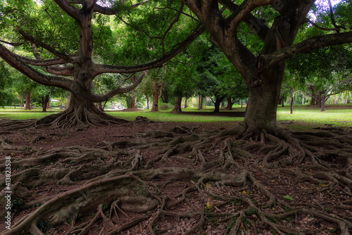 Ficus drupacea roots in Royal Botanical Gardens in Peradeniya, Sri Lanka. This tropical native tree can reach heights of 30 meters and occurs in environments ranging from sea-level to mountains photo