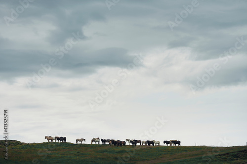 Horse herd on pasture in overcast weather photo