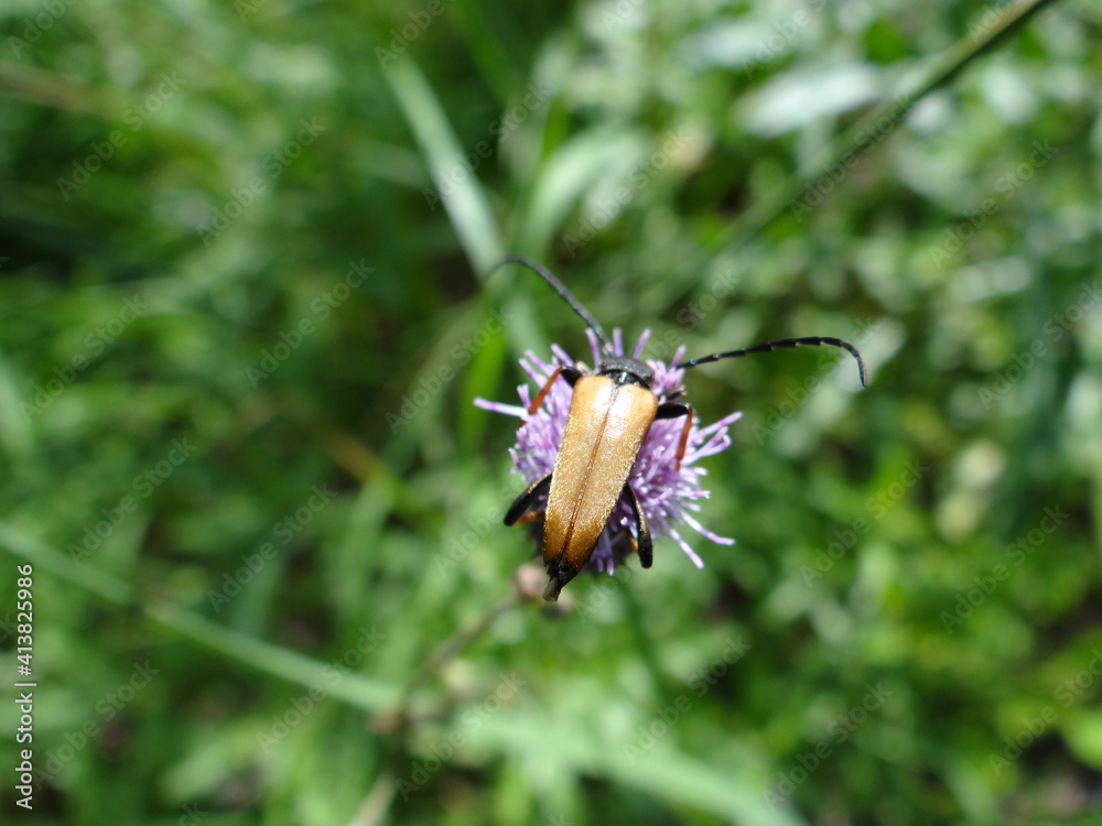 Stictoleptura rubra, the Red-brown Longhorn Beetle (male) on violet flower with blurred background. Stictoleptura rubra, the Red-brown Longhorn Beetle (male) on violet flower with blurred background.
