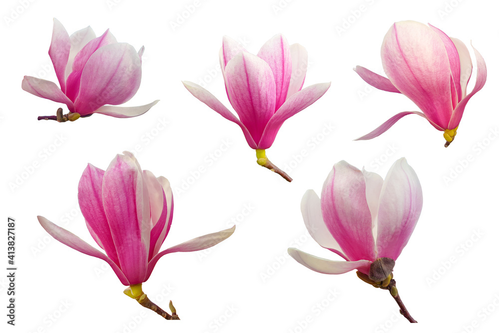 Set of five magnolia flowers Set of five magnolia flowers