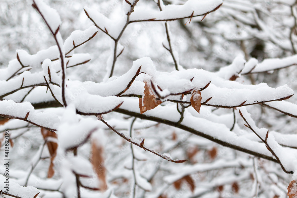 Branches of trees covered with heavy snow in Germany / Eifel Branches of trees covered with heavy snow in Germany / Eifel