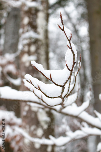 Branches of trees covered with heavy snow in Germany / Eifel