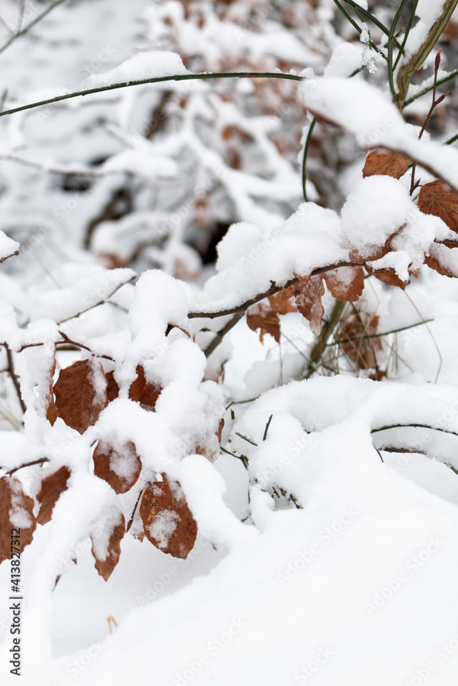 Branches of trees covered with heavy snow in Germany / Eifel Branches of trees covered with heavy snow in Germany / Eifel