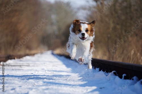 Fototapeta Naklejka Na Ścianę i Meble -  small mixed dog runs on empty snow-covered train tracks