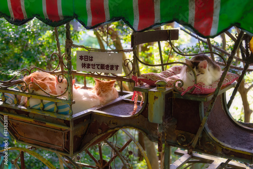 Cats resting in the sunlight at the philosopher walk in Kyoto, Japan. The Philosopher’s Walk Path is a stone path which is lined by hundreds of cherry trees, also famous for the cats that live here