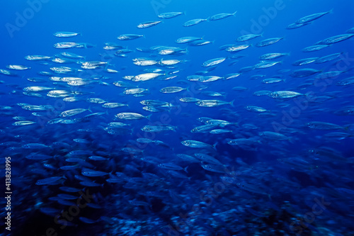 A small school of fish, over a reef, in Madagascar