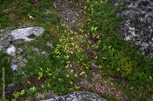 Bindweed among stones and moss in the tundra.
