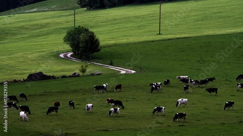 Timelapse, cows grazing in the meadow