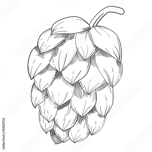 Hop organic herb plant which is used in the brewery of beer. For labels and packaging. Vector monochrome black line hand drawn illustration isolated on white background.