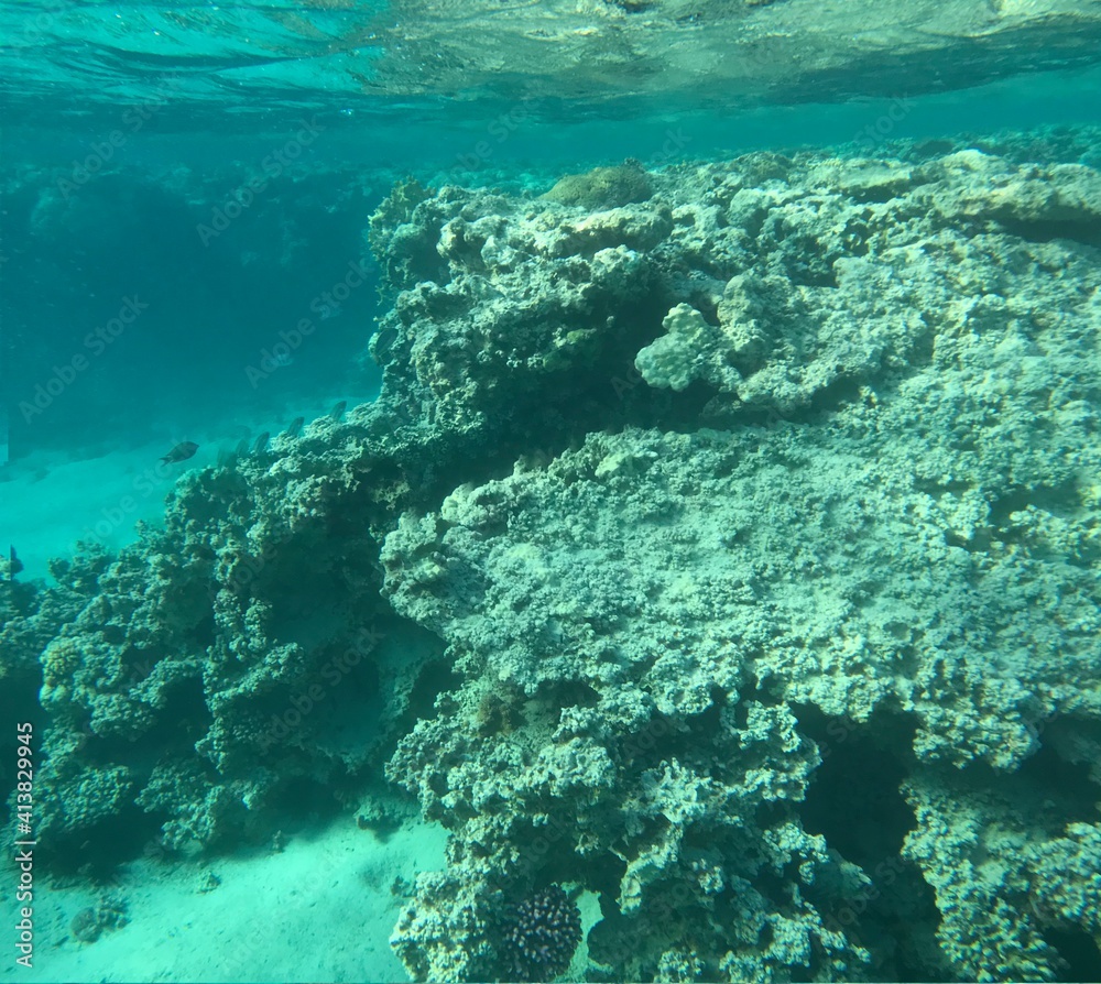 Coral reefs in Aqaba the pearl of Jordan snorkel and dive in the Red Sea