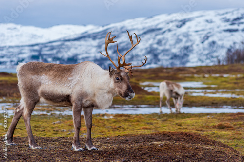 トナカイの群れ