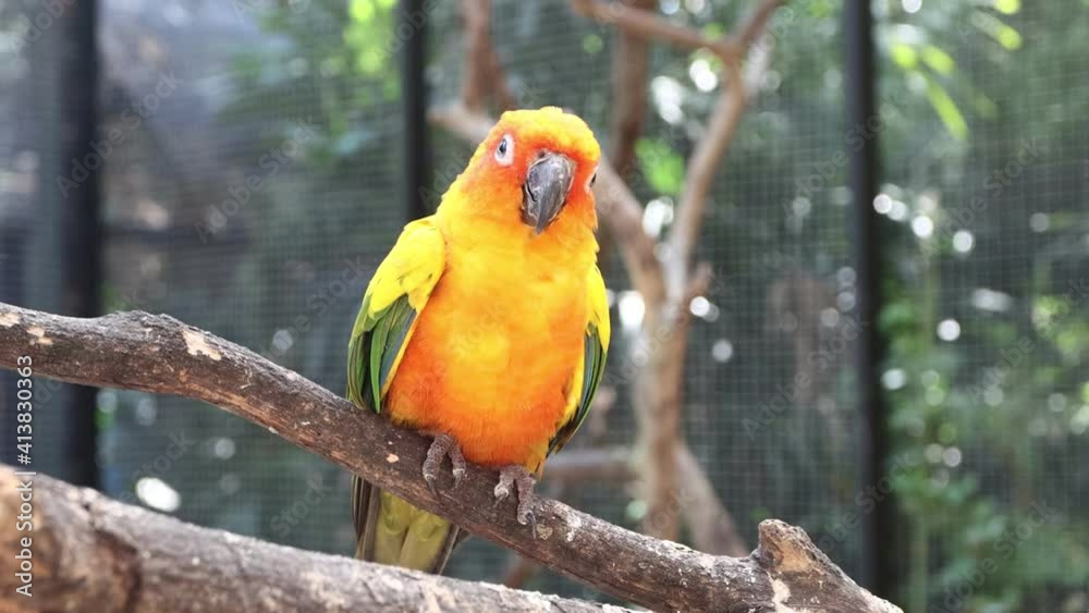 Sun Conure Parrots Beautiful Parrot on branch of tree Sun Conure Parrots Beautiful Parrot on branch of tree