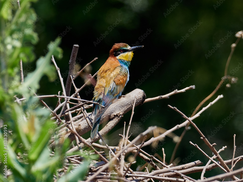 European bee-eater, Merops apiaster, in an orange grove near Xativa, Spain European bee-eater, Merops apiaster, in an orange grove near Xativa, Spain