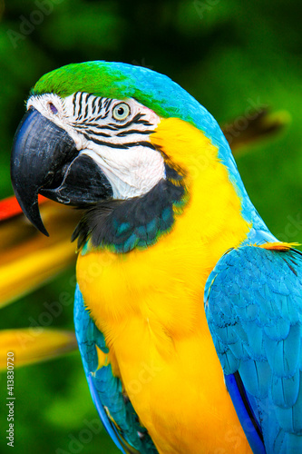 blue and yellow macaw