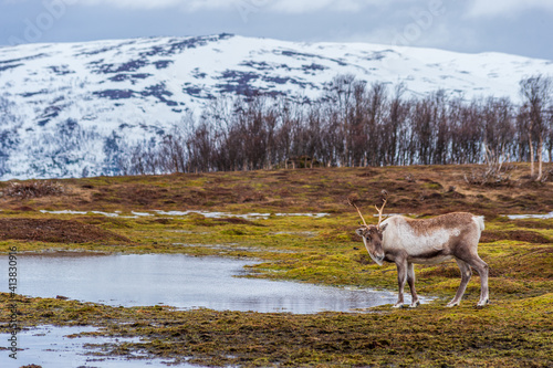 reindeer in the northern mountains