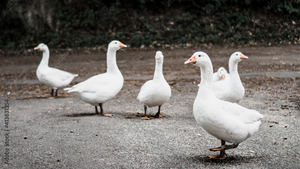 group of confused geese searching for direction group of confused geese searching for direction