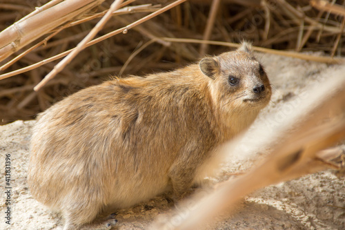 Hyrax dassie sitting on a stone