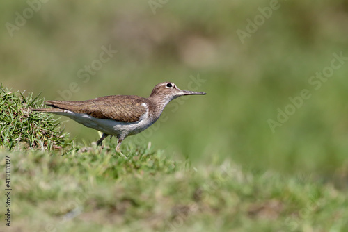 common sandpiper .The common sandpiper is a small Palearctic wader.