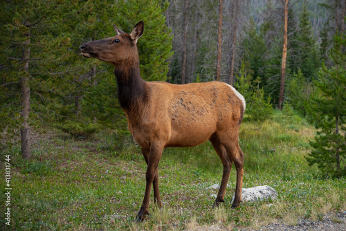 elk in the field © Tammi Mild
