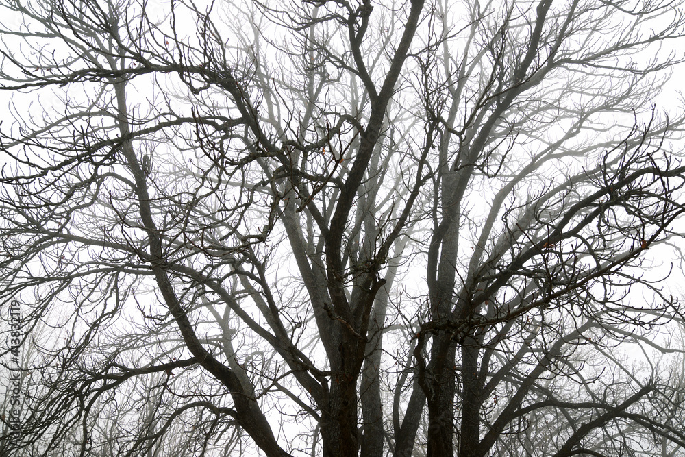 Trees between the fog, Zaragoza province in Spain. Trees between the fog, Zaragoza province in Spain.