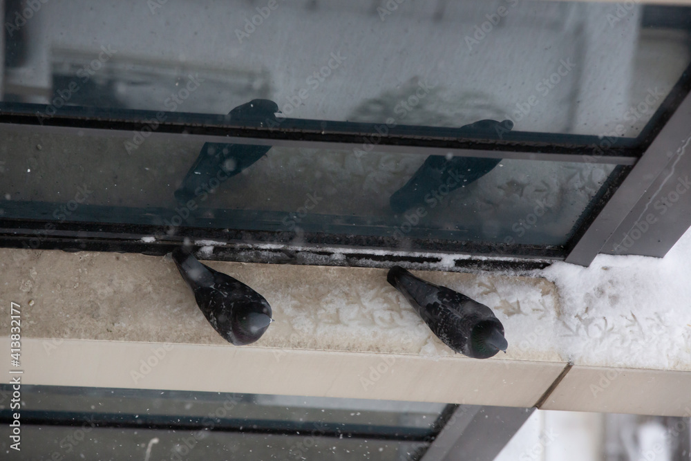 Bird standing on the windowsill on a snowy day Bird standing on the windowsill on a snowy day