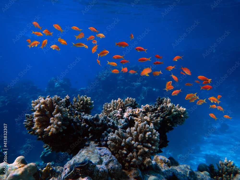 Underwater Scene With Coral Reef And Exotic Fishes.