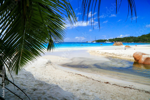beach with palm trees