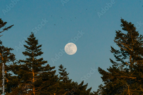 A flock of birds flying over a full moon rising at twilight photo