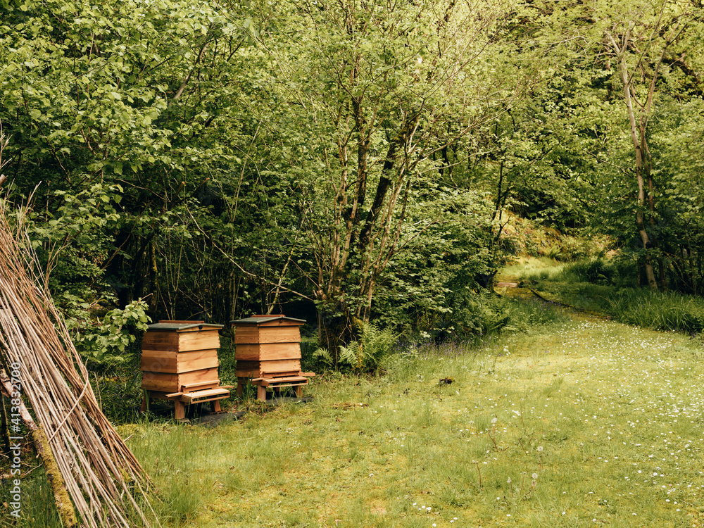 Beehives in forest in Scotland Beehives in forest in Scotland