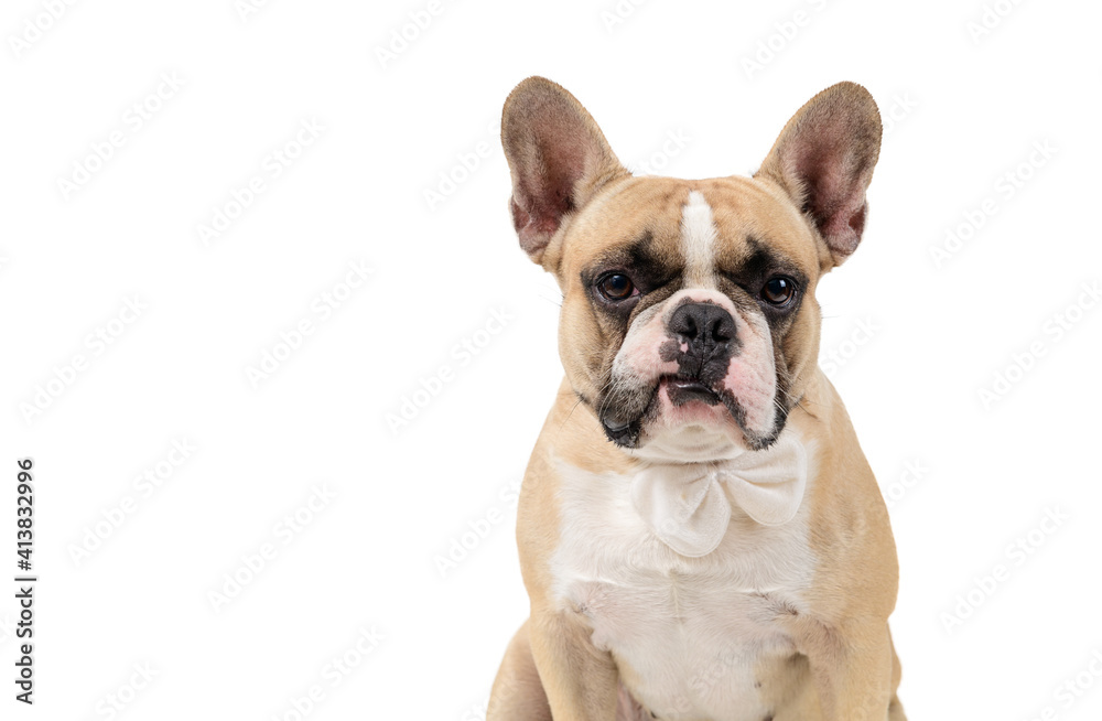 French bulldog feel angry and look at camera isolated on white backgrond,