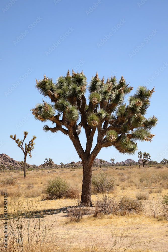 Joshua Tree Nationalpark (USA) Joshua Tree Nationalpark (USA)