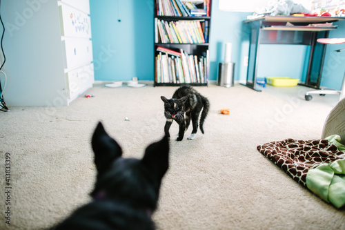 Kitten hisses and arches back at dog in foreground