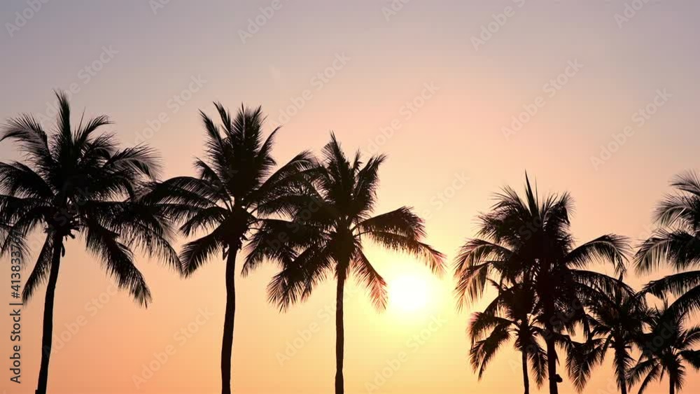 Cinematic Palm trees silhouette on purple color sunset Cinematic Palm trees silhouette on purple color sunset