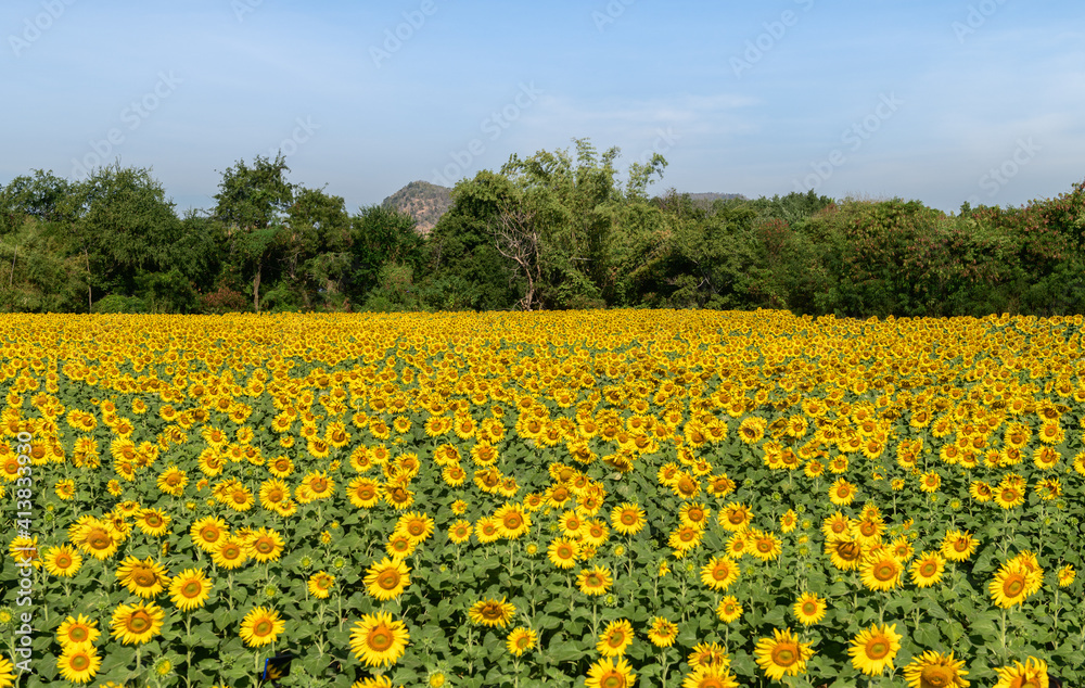 Beautiful sunflower field on summer with blue sky  at Lop buri