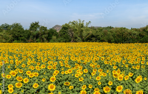 Beautiful sunflower field on summer with blue sky at Lop buri