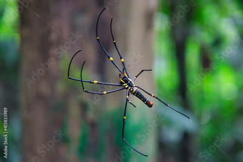 Spider in Lawachara National Park in Bangladesh photo