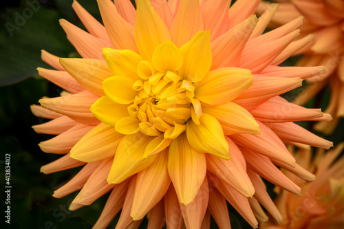 orange chrysanthemum dahlia flower