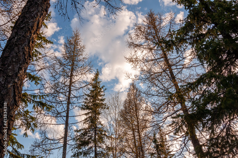 Spring forest with pines and spruces with short needles on the background with tender blue sky. Sunny day. Bottom view on the tree crowns Spring forest with pines and spruces with short needles on the background with tender blue sky. Sunny day. Bottom view on the tree crowns